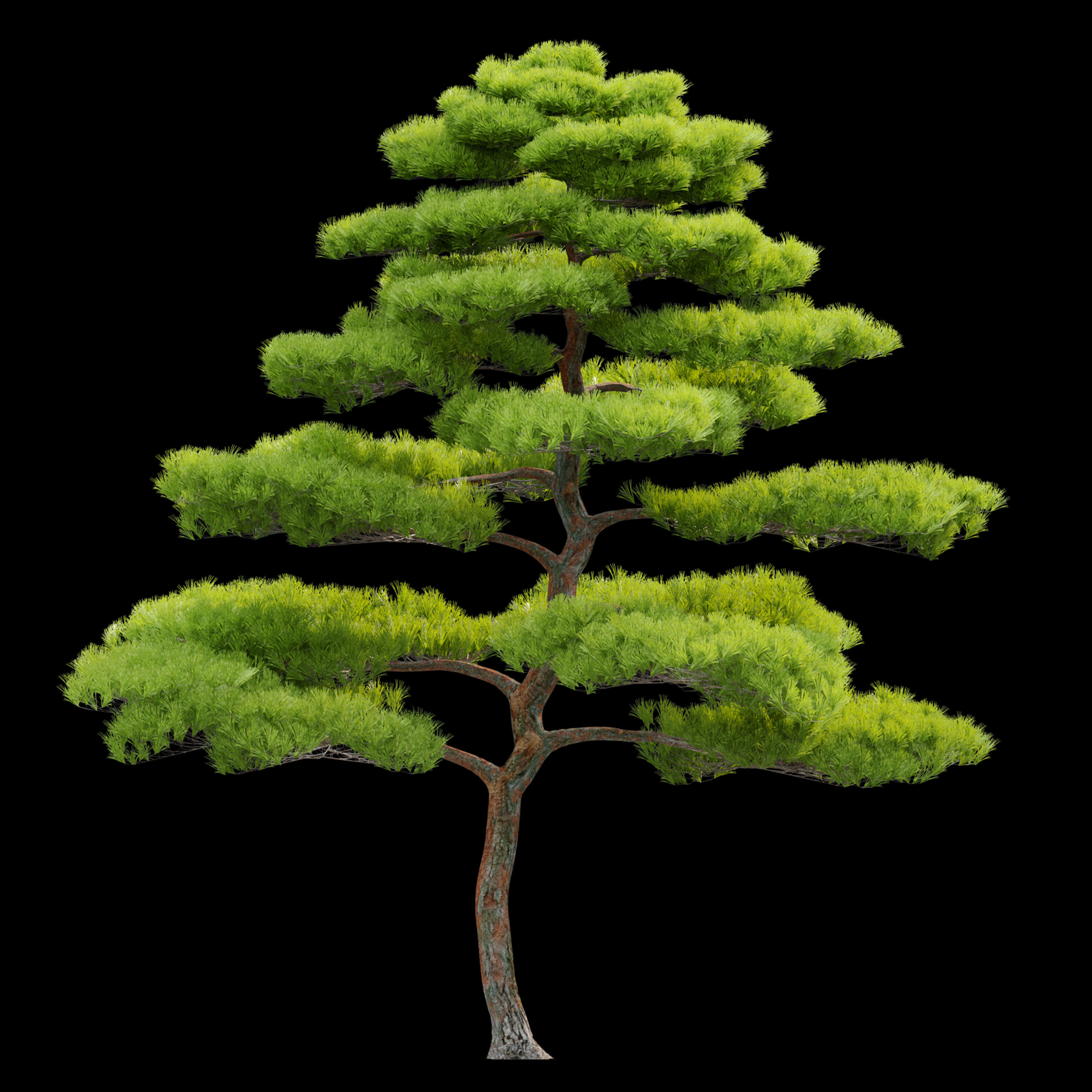 Pinus thunbergii 3D model_3