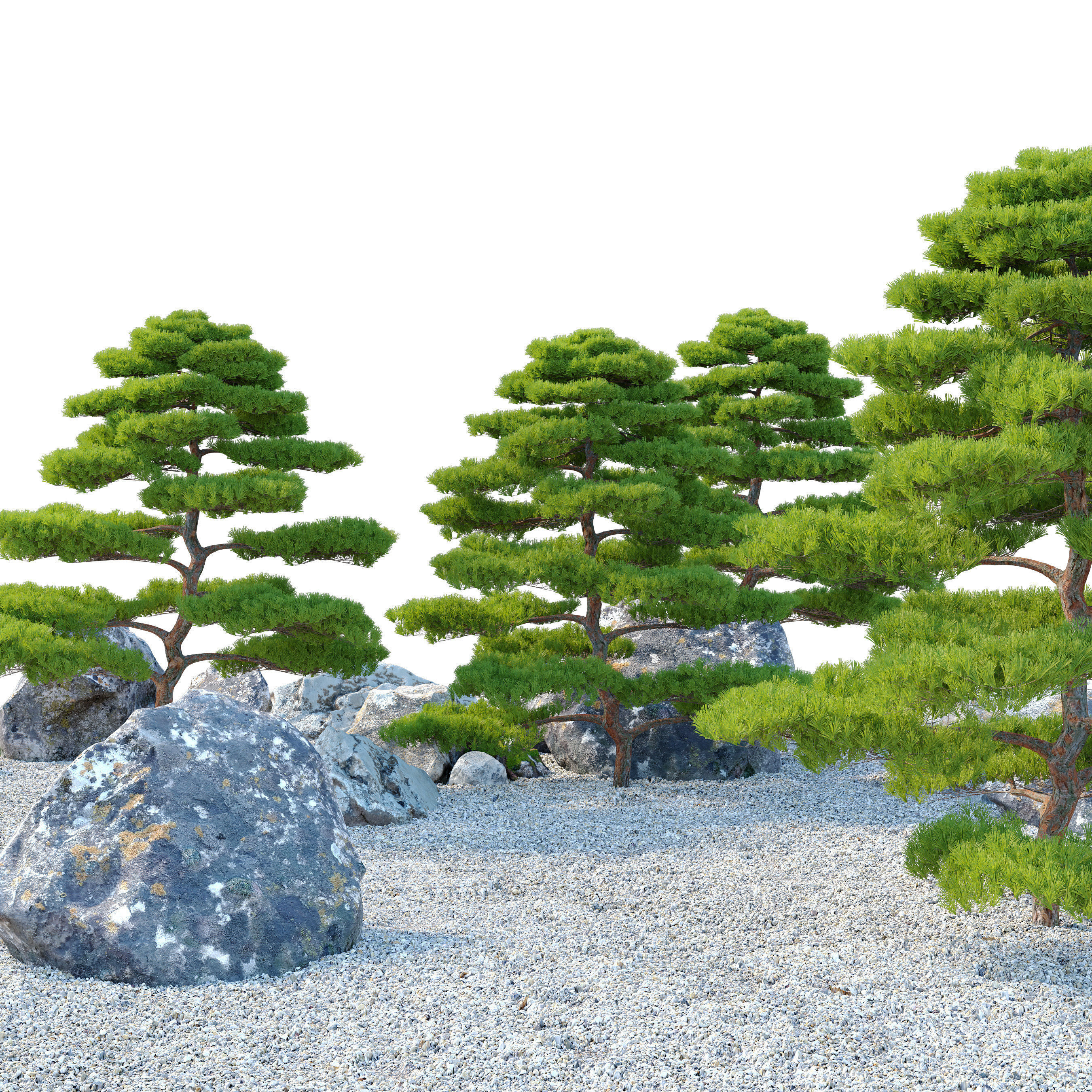 Pinus thunbergii 3D model_1