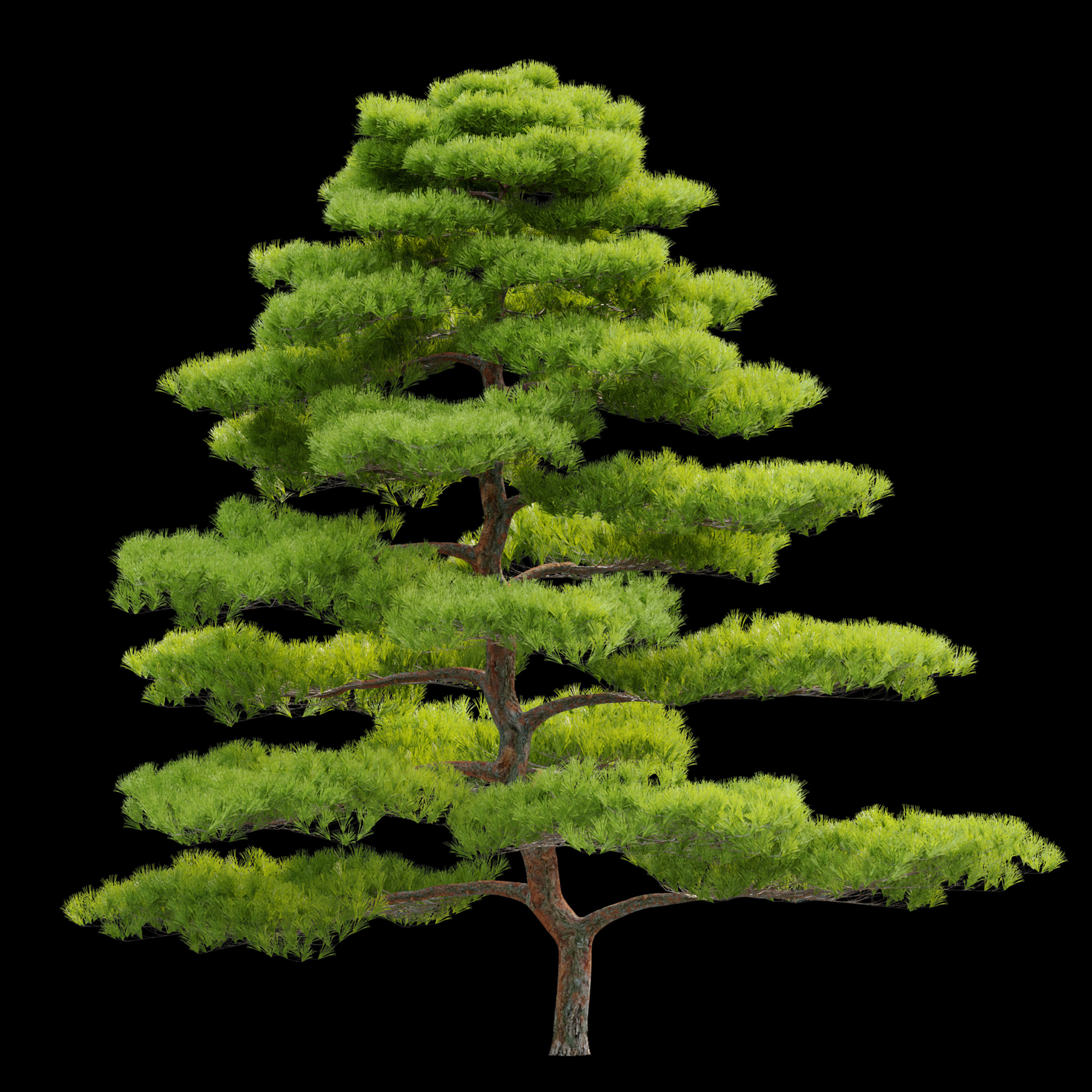 Pinus thunbergii 3D model_4