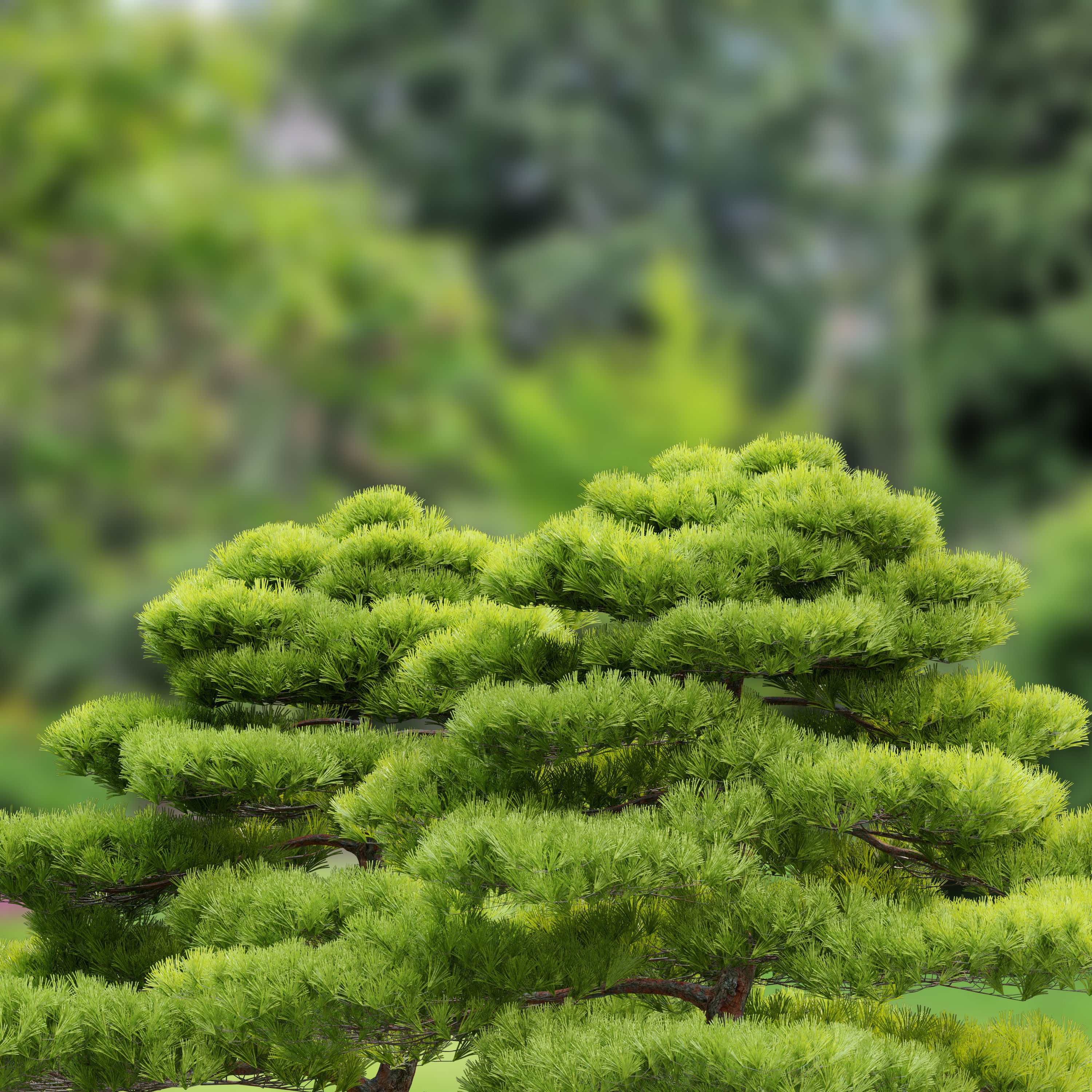 Pinus thunbergii 3D model_2