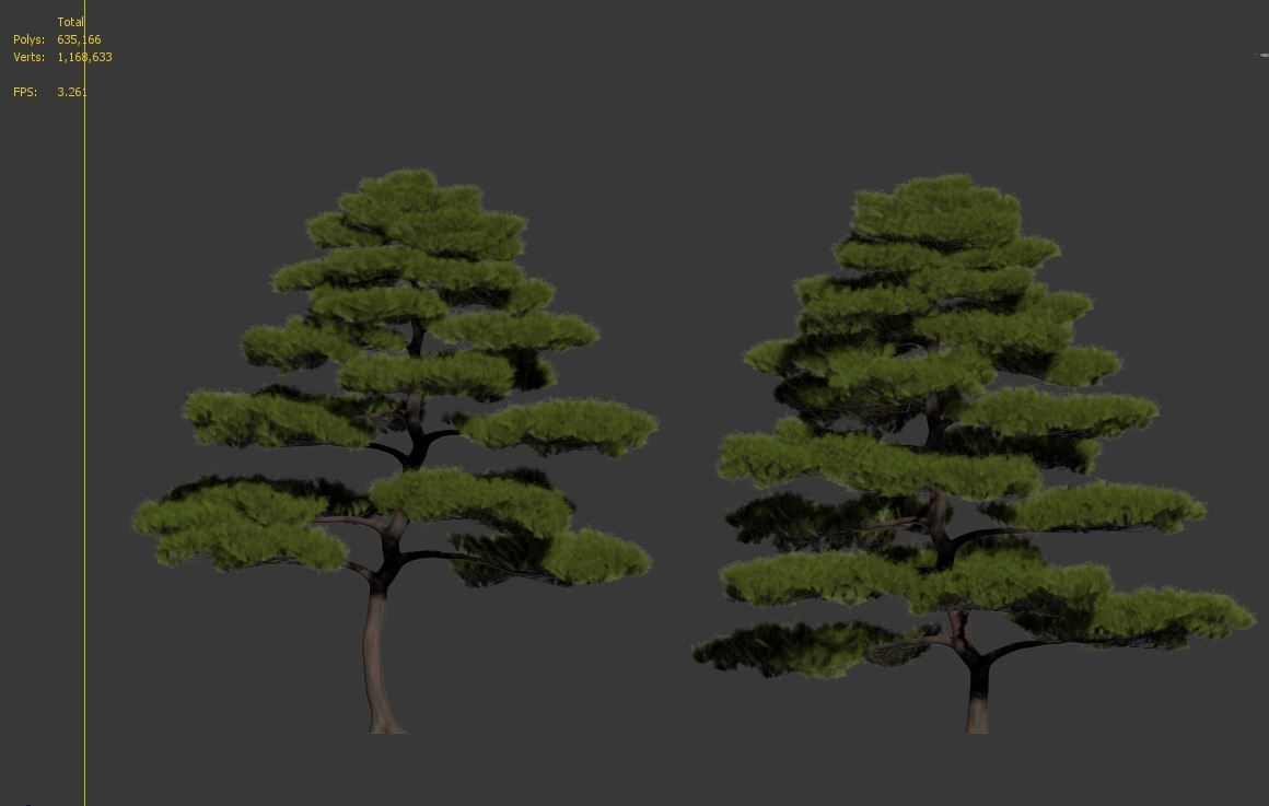 Pinus thunbergii 3D model_7
