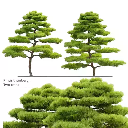 Pinus thunbergii
