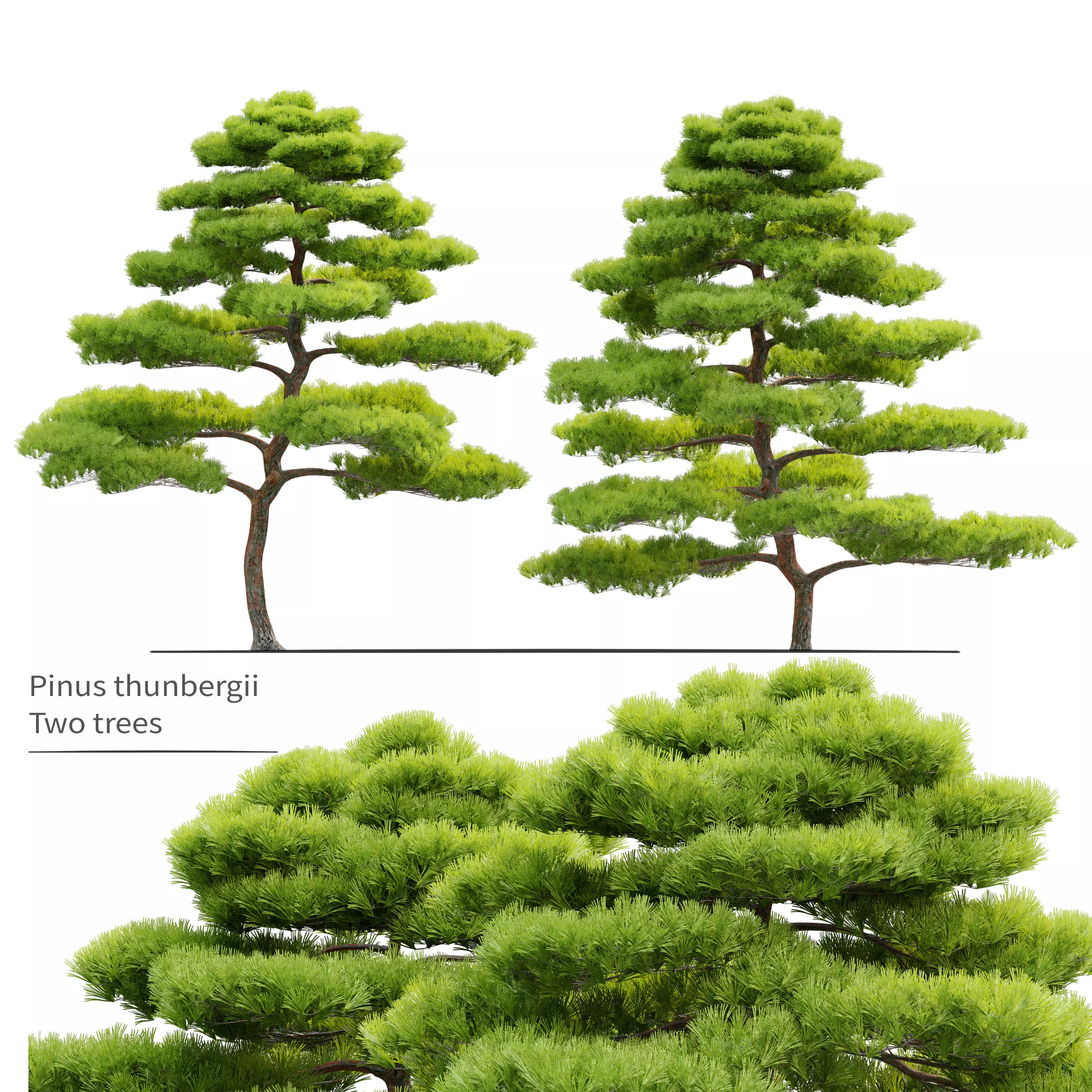 Pinus thunbergii 3D model_0