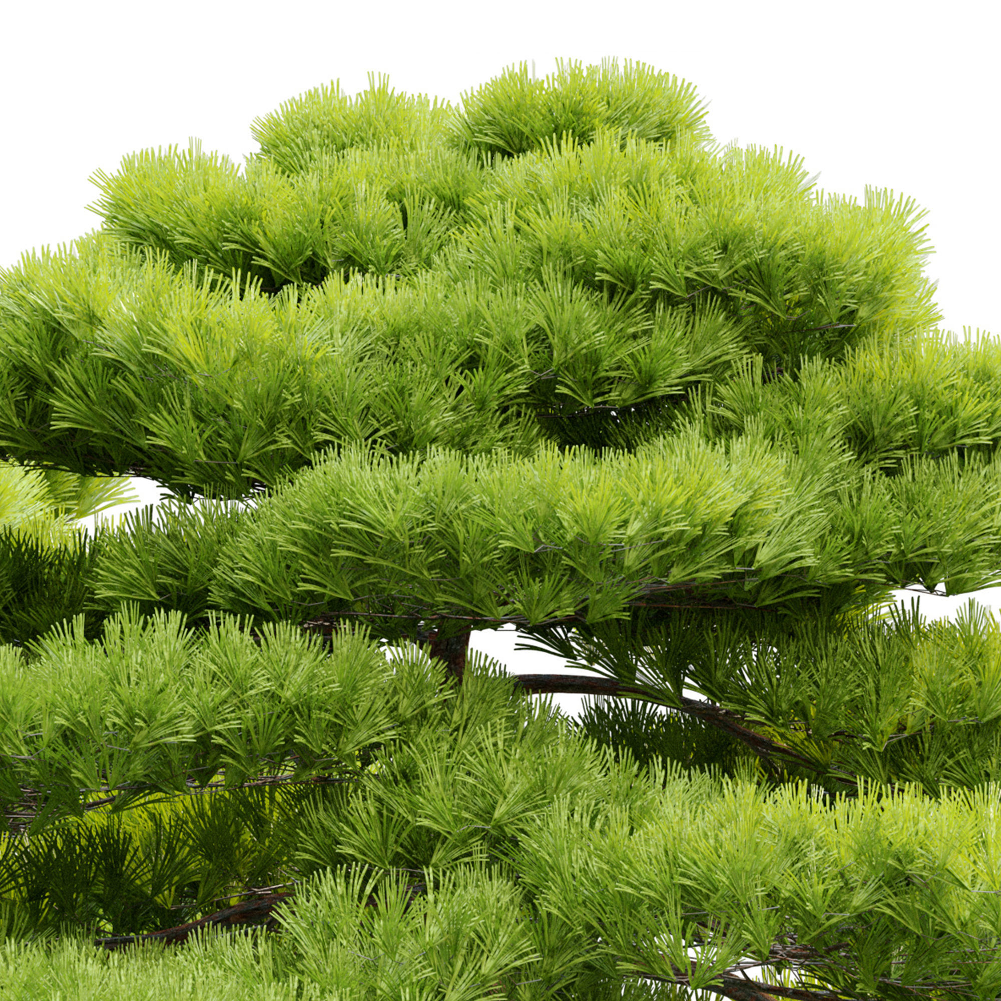 Pinus thunbergii 3D model_5