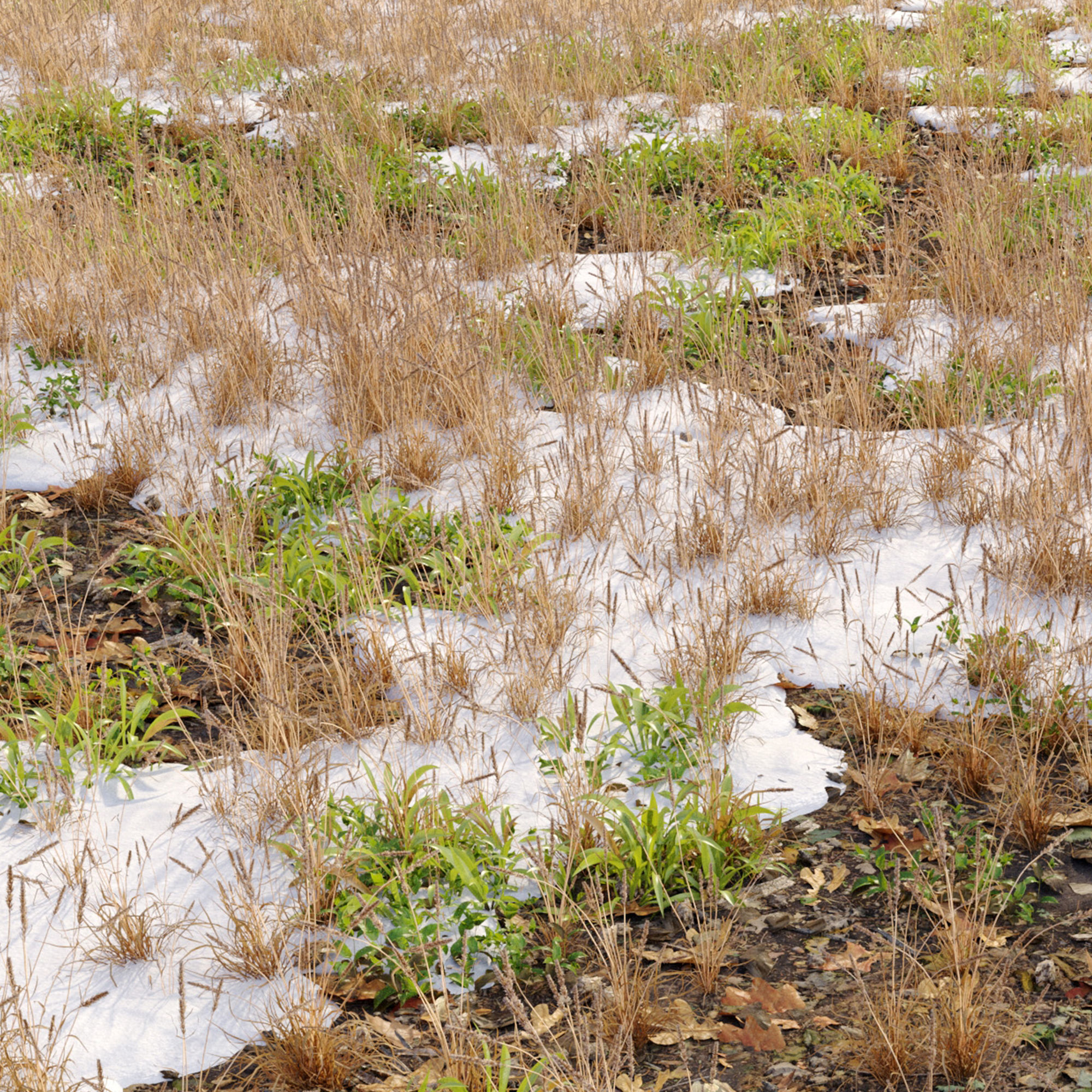 Snowy grassland 3D model_3