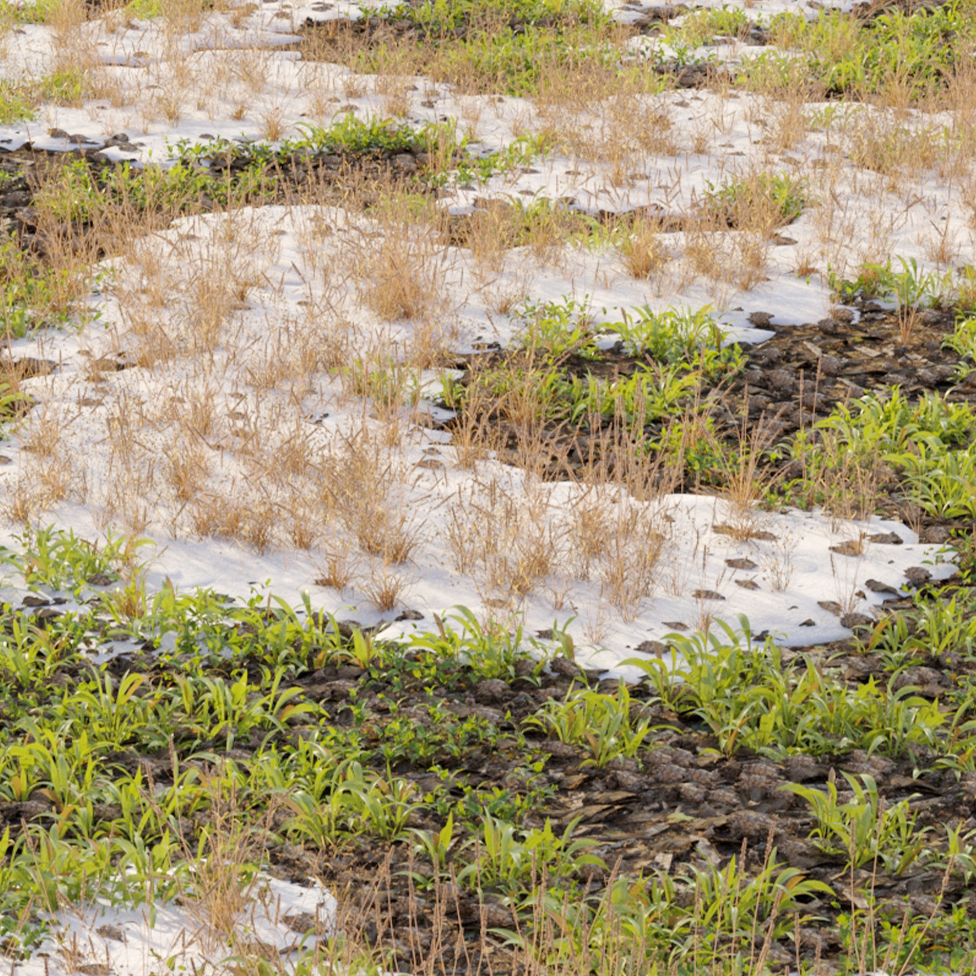 Snowy grassland 3D model_4