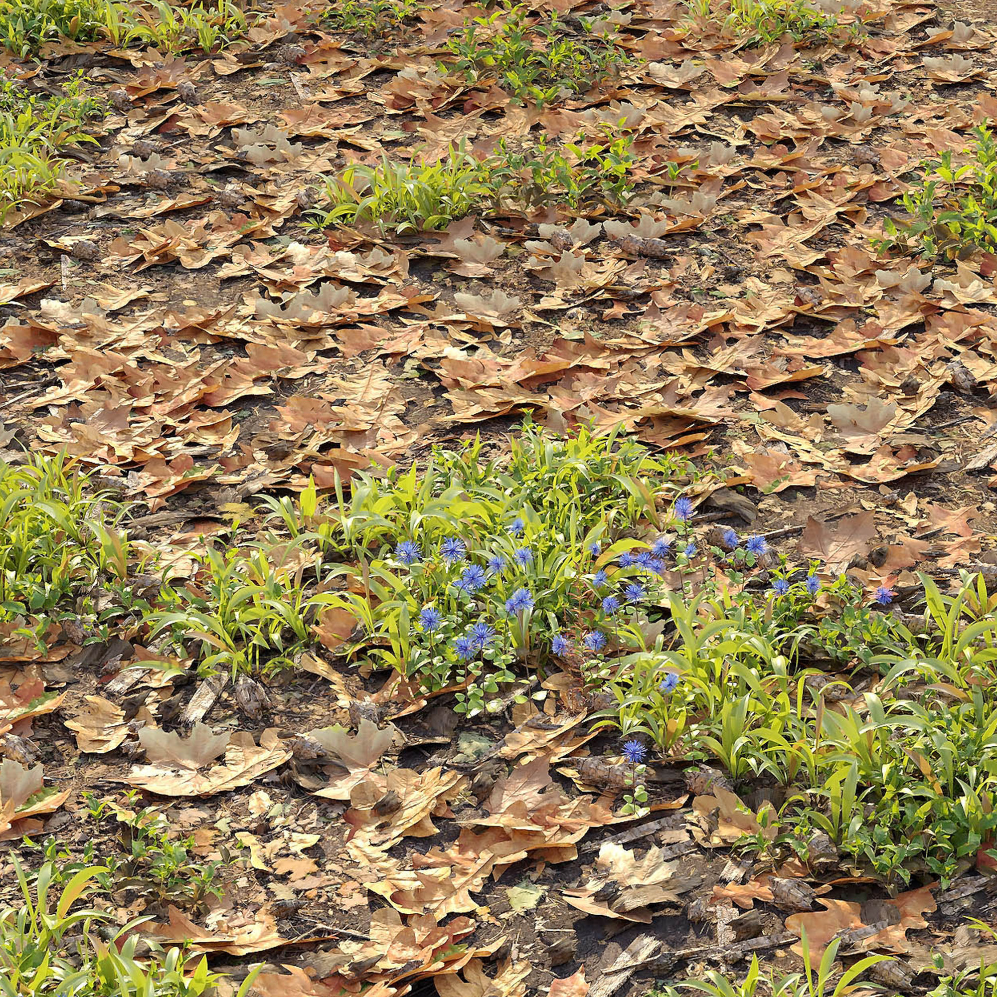 Forest ground 3D model_3