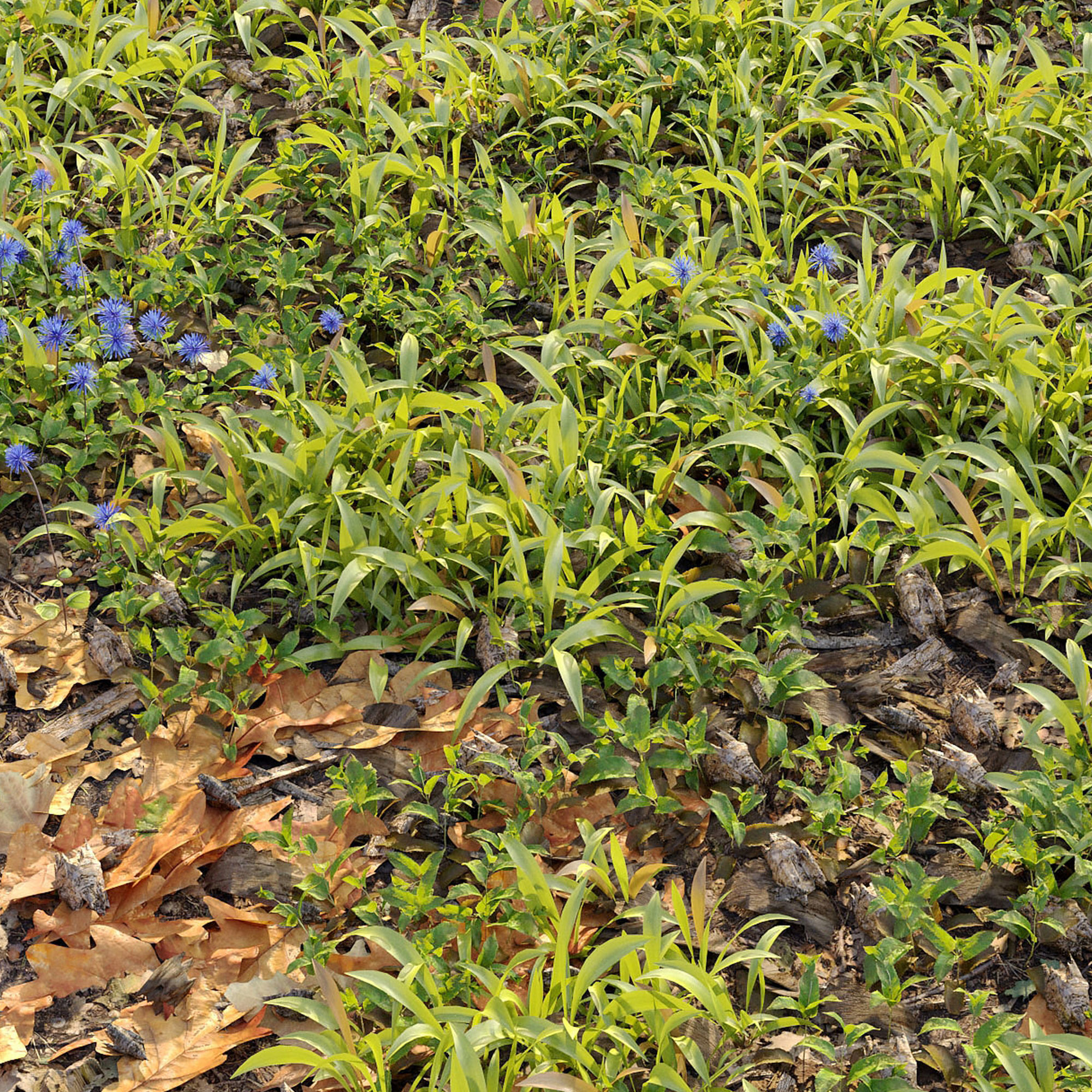 Forest ground 3D model_5