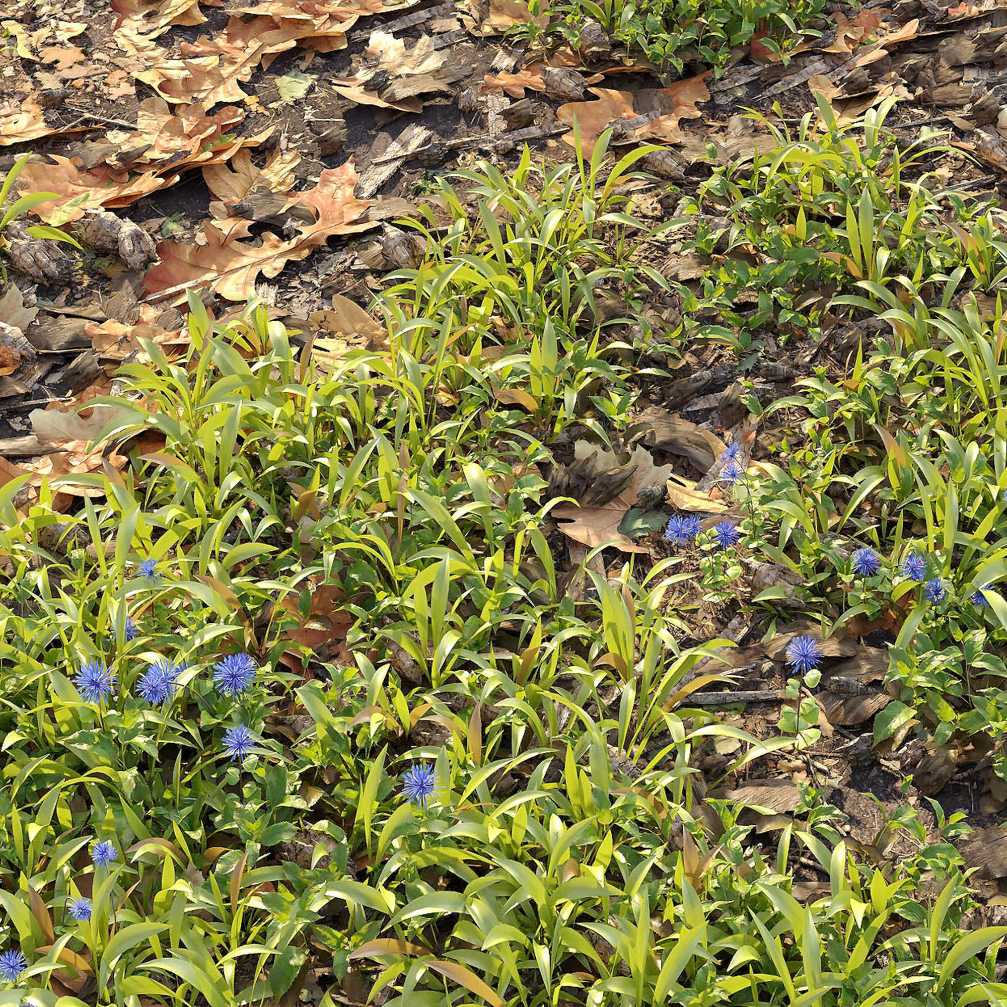 Forest ground 3D model_4