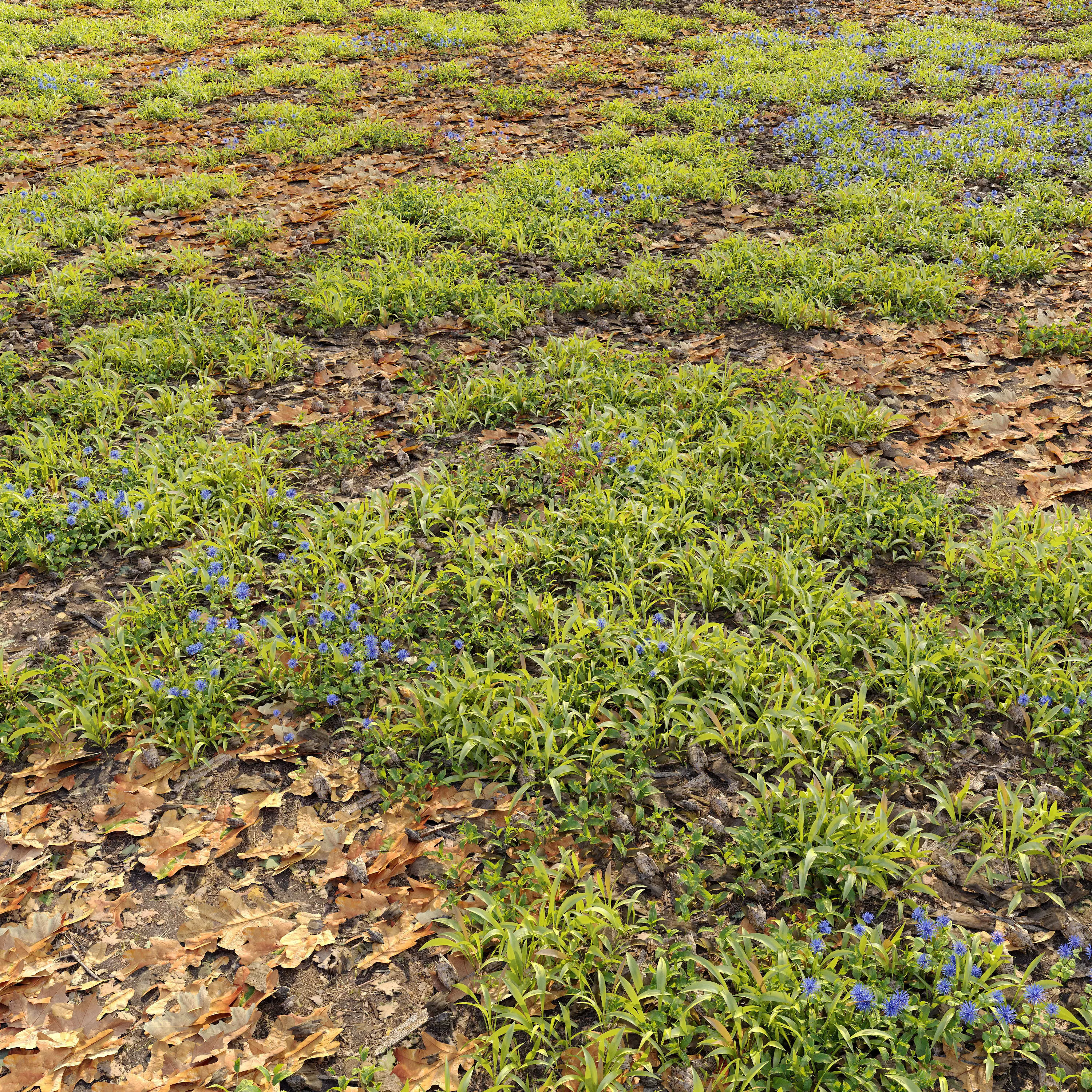 Forest ground 3D model_0