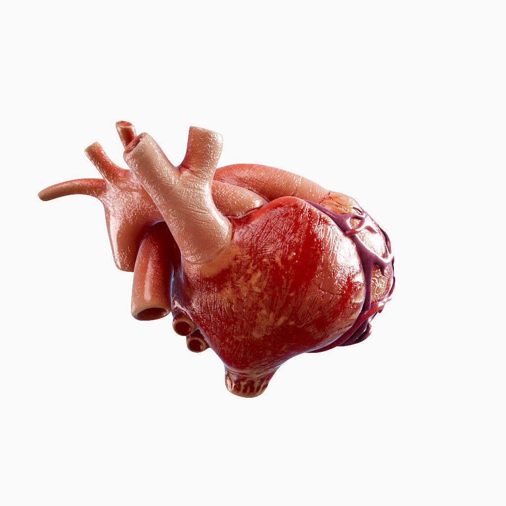 High Quality 3d model of Heart with Veins and arterias Low-poly 3D model_10