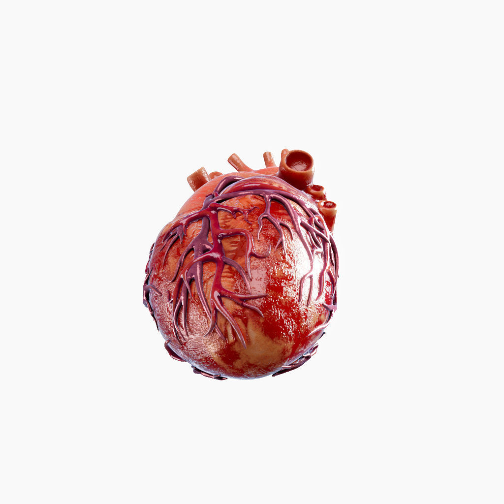 High Quality 3d model of Heart with Veins and arterias Low-poly 3D model_11