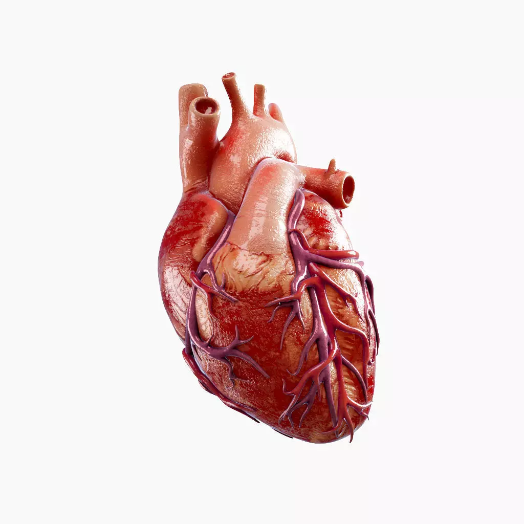 High Quality 3d model of Heart with Veins and arterias Low-poly 3D model_0