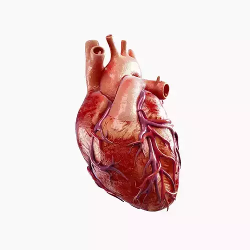 High Quality 3d model of Heart with Veins and arterias