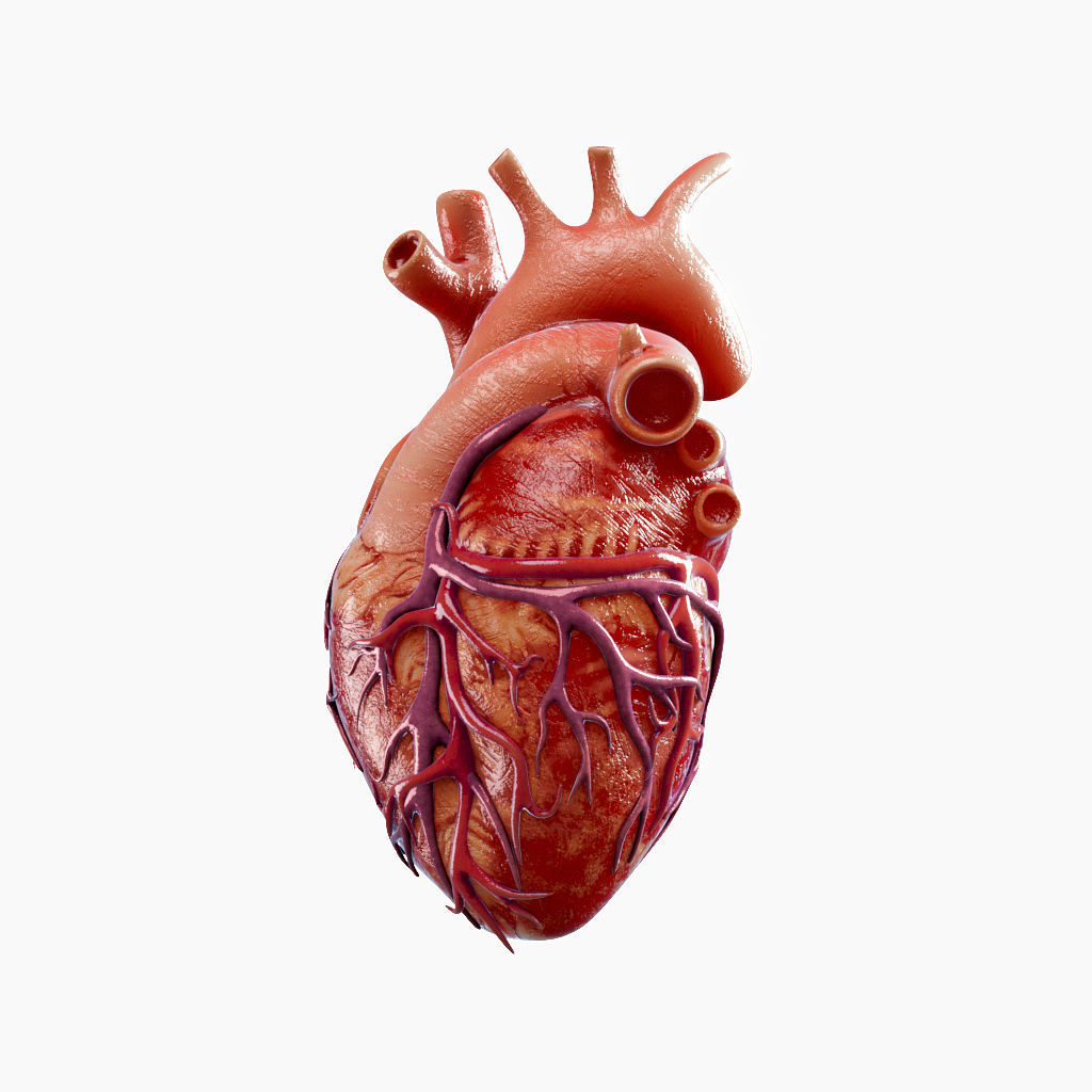 High Quality 3d model of Heart with Veins and arterias Low-poly 3D model_12