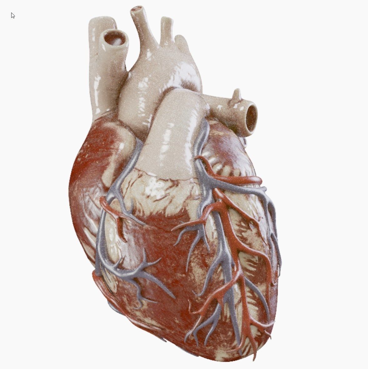 High Quality 3d model of Heart with Veins and arterias Low-poly 3D model_2