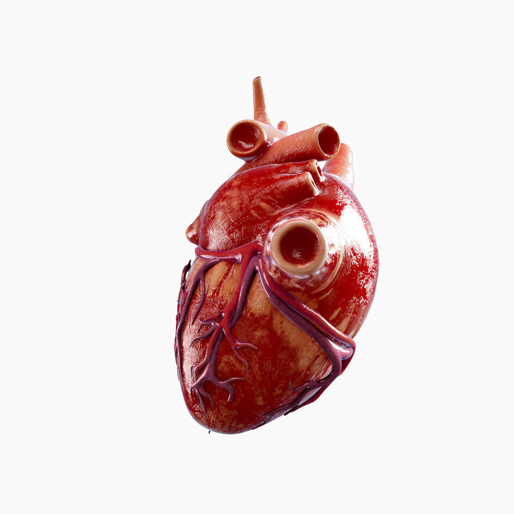 High Quality 3d model of Heart with Veins and arterias Low-poly 3D model_8