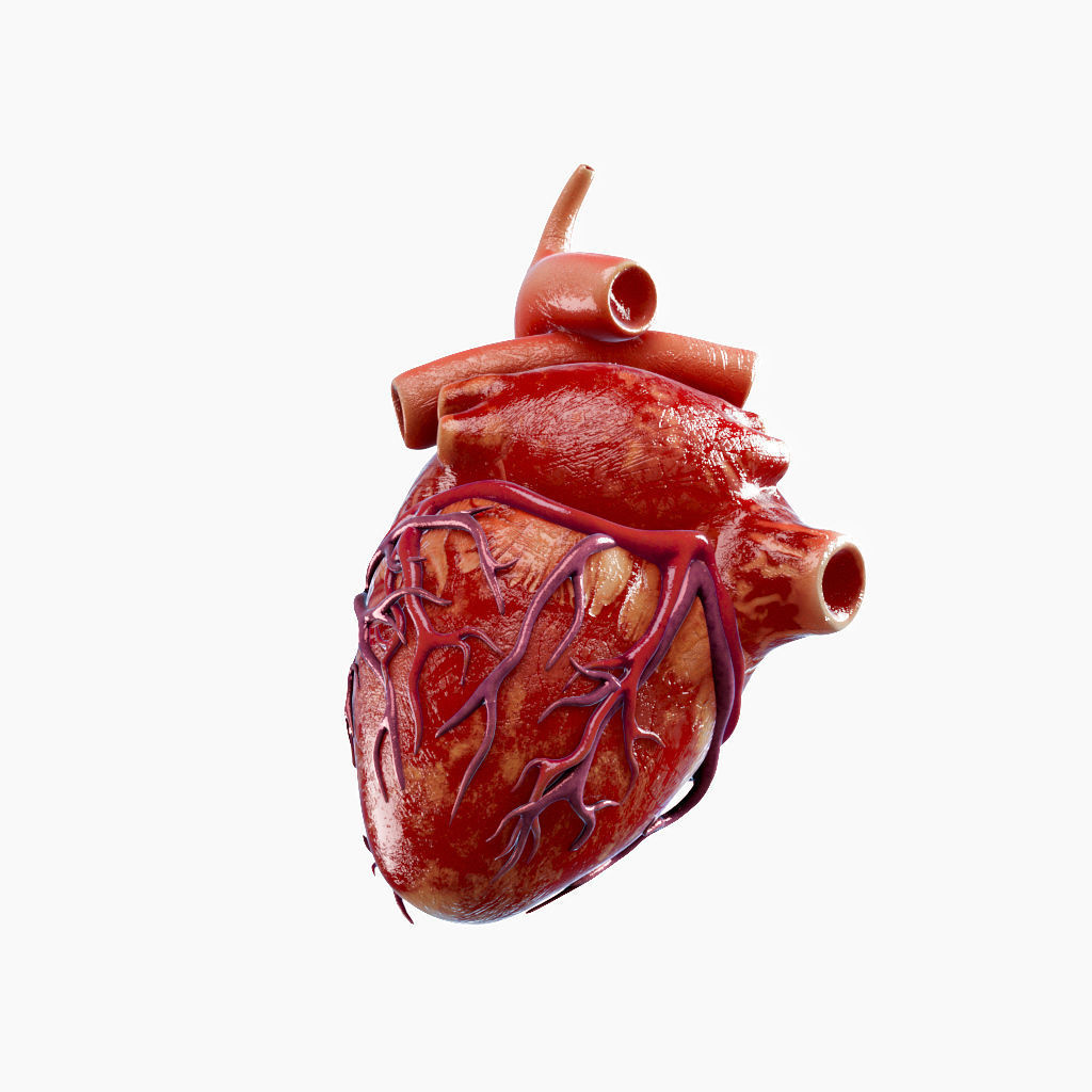 High Quality 3d model of Heart with Veins and arterias Low-poly 3D model_9