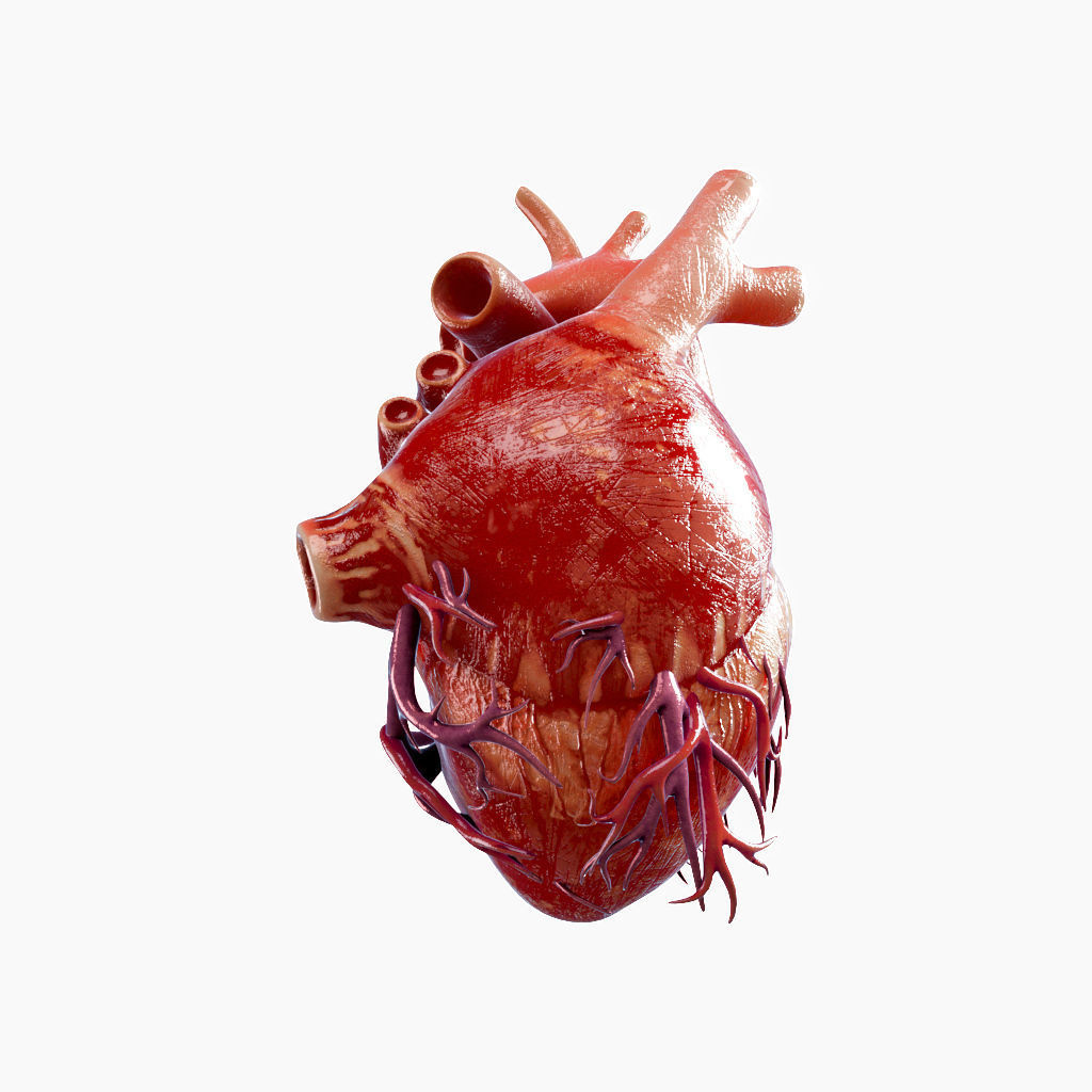 High Quality 3d model of Heart with Veins and arterias Low-poly 3D model_7