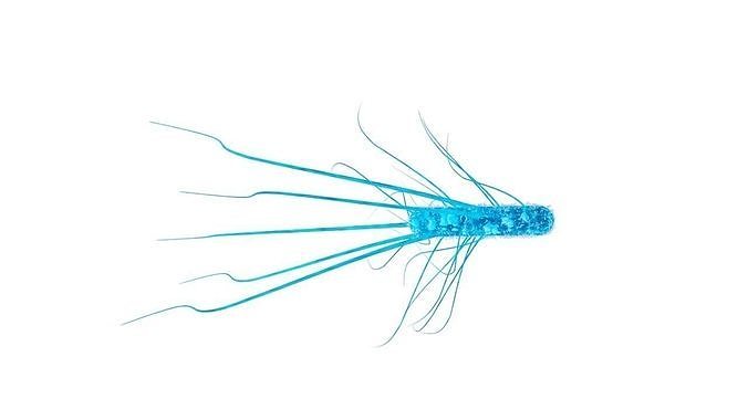 Salmonella cell 3D model
