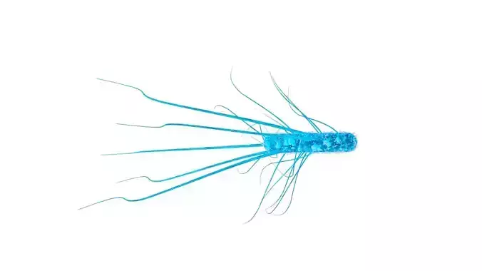 Salmonella cell 3D model