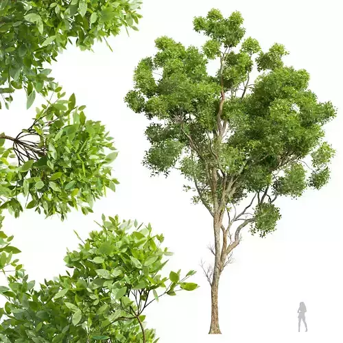 New Plant High detail Cinnamomum Camphora 3D model
