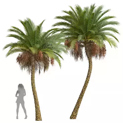 New Plant High detail Phoenix Sylvestris Fruit Meduim 3D model
