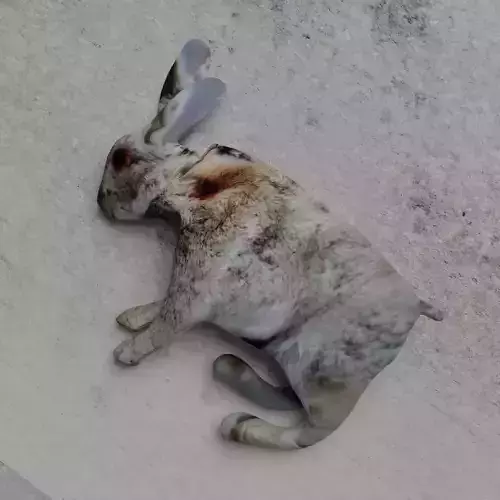 Dead rabbit