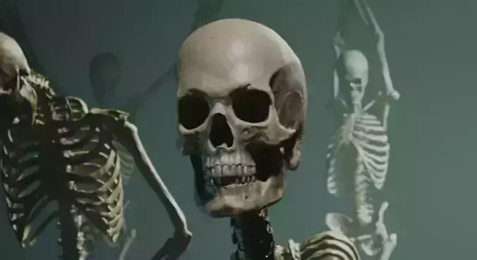 Skeleton Ultimate Pack Low-poly 3D model