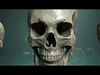 Skeleton Ultimate Pack Low-poly 3D model_1