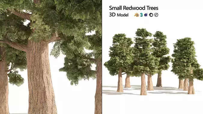 Small Redwoods trees 3D model