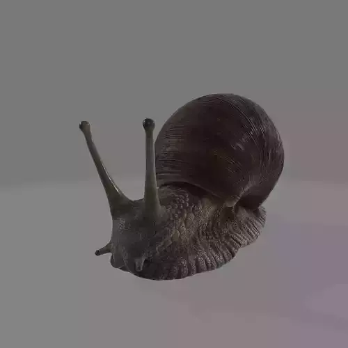 high detailed snail