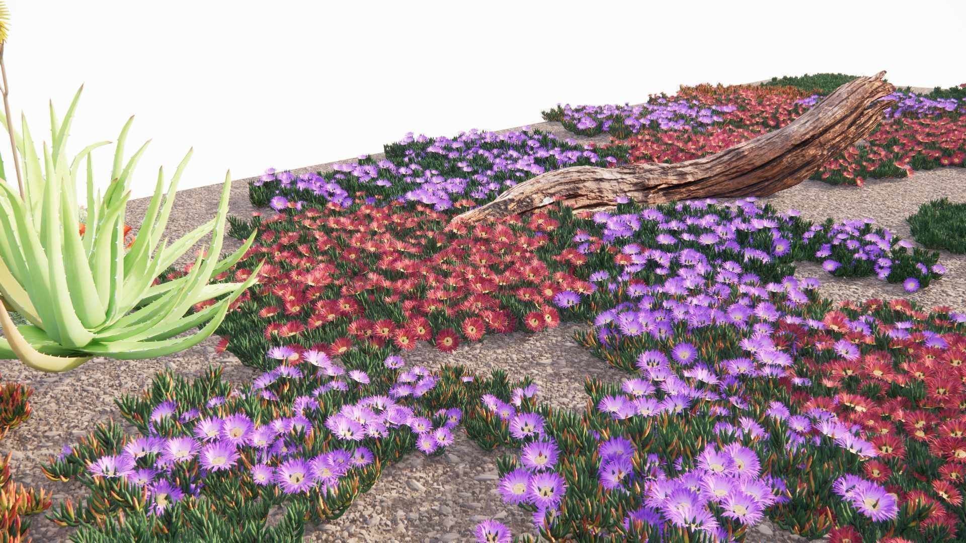 Carpobrotus edulis 3D model_7