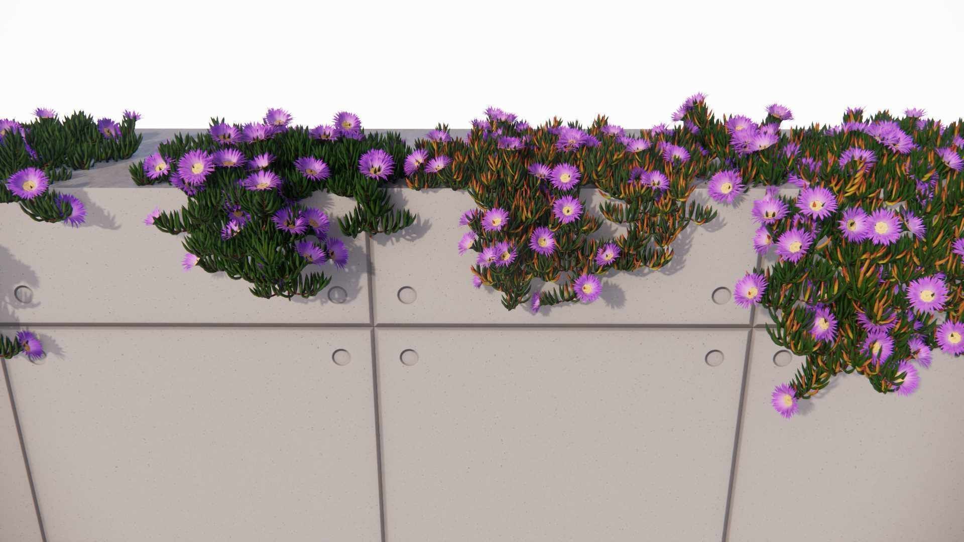 Carpobrotus edulis 3D model_5