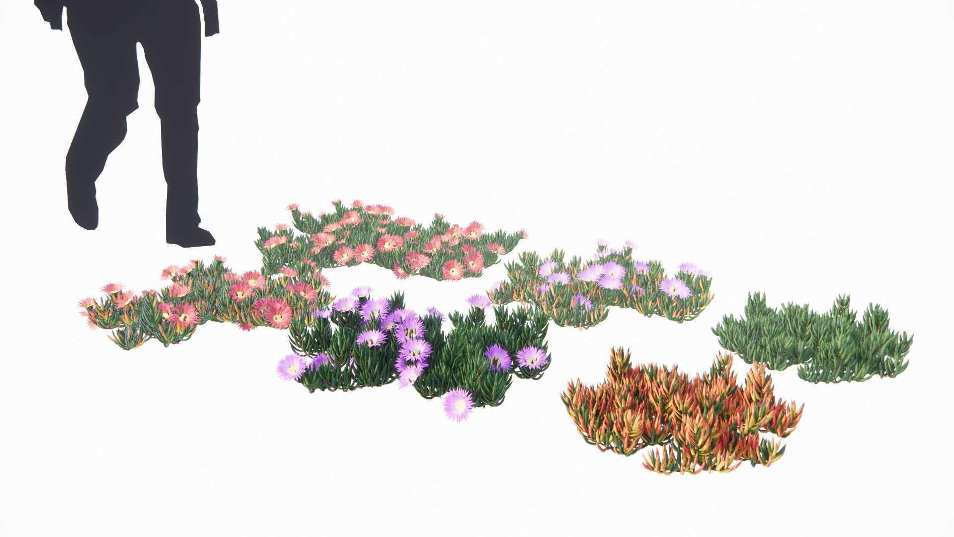 Carpobrotus edulis 3D model_6