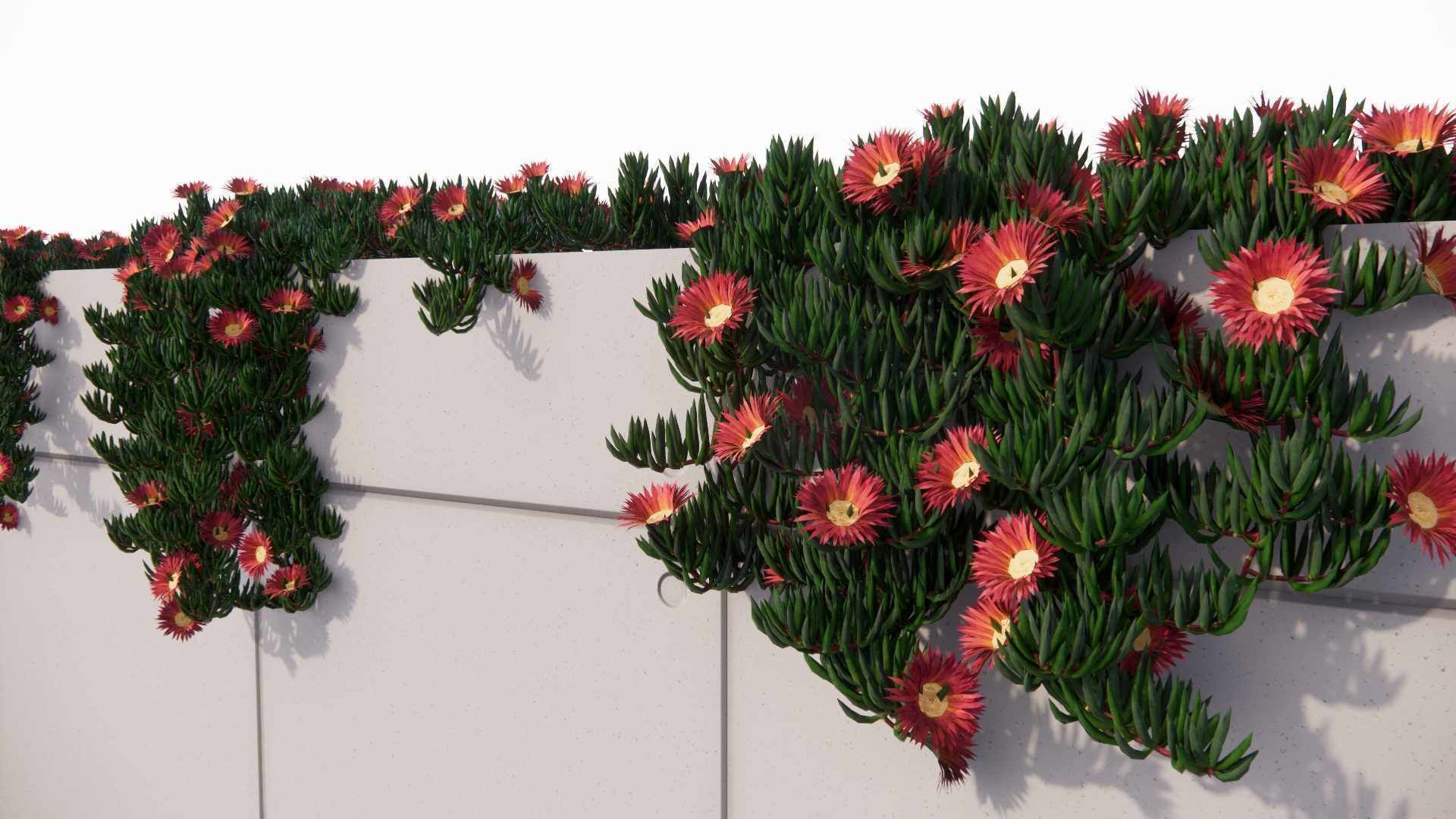 Carpobrotus edulis 3D model_8