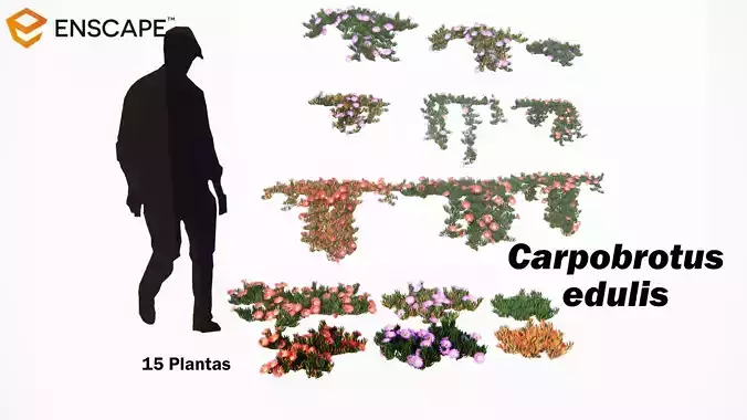 Carpobrotus edulis 3D model