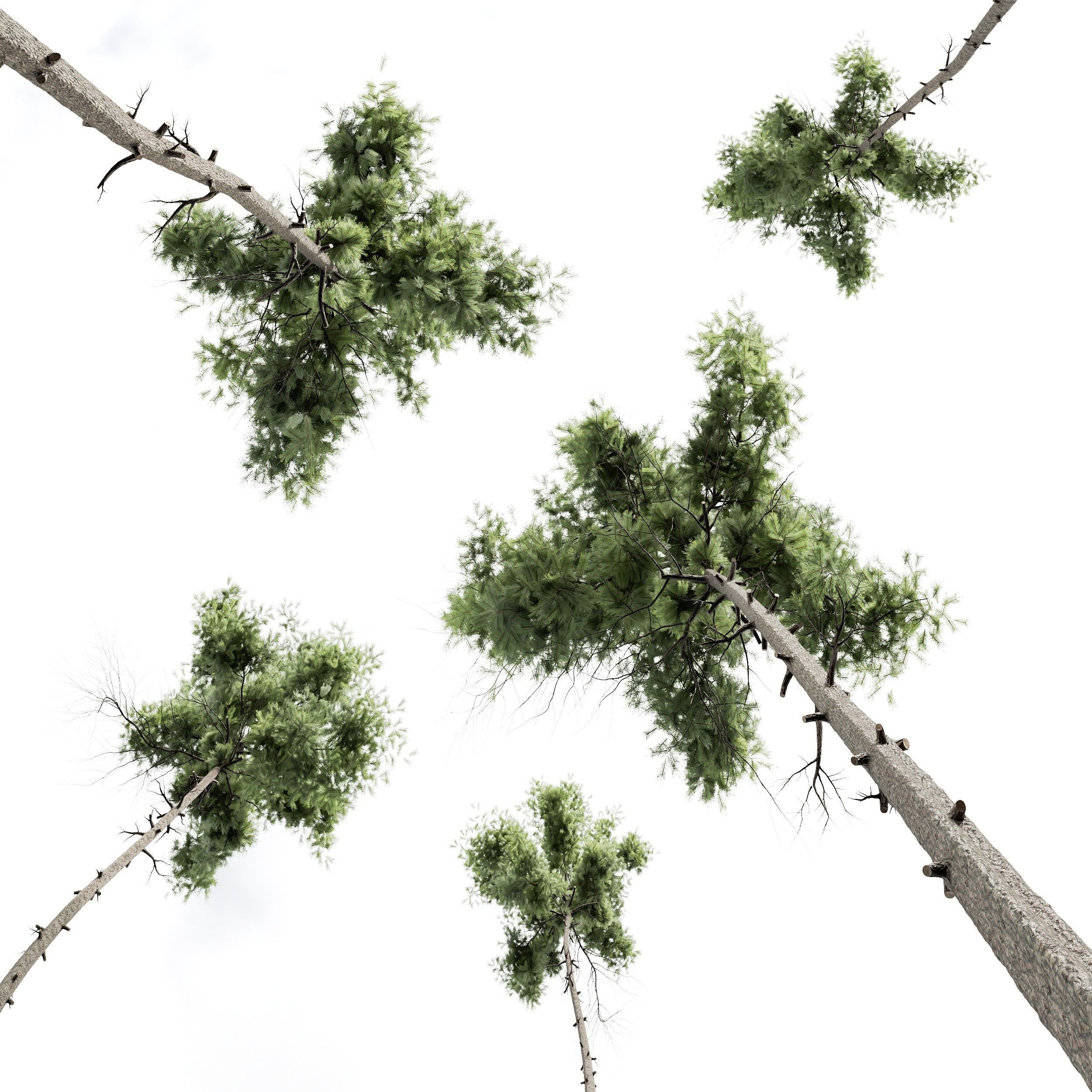 New Plant High detail Pinus Echinata02 3D model_2