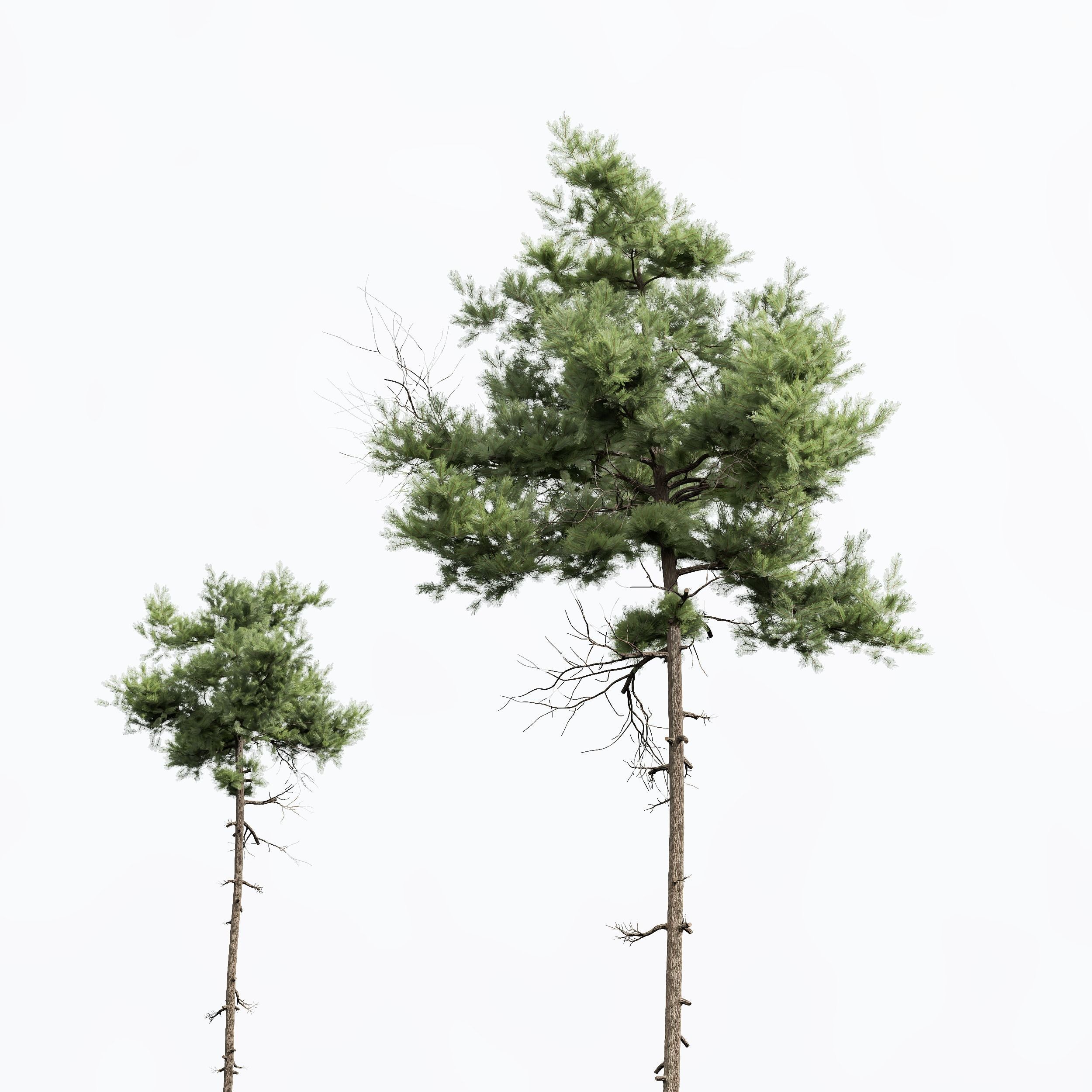 New Plant High detail Pinus Echinata02 3D model_4