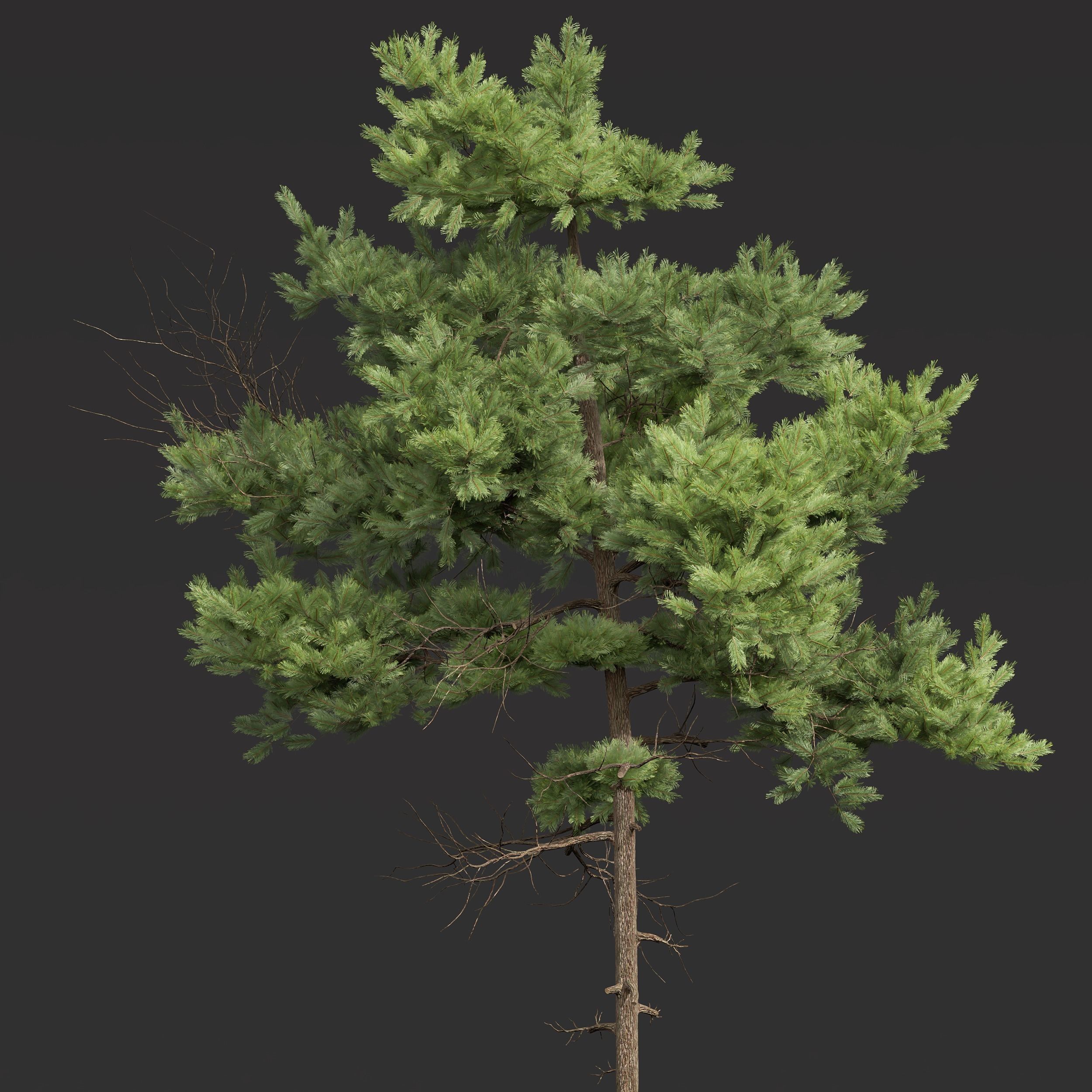New Plant High detail Pinus Echinata02 3D model_1