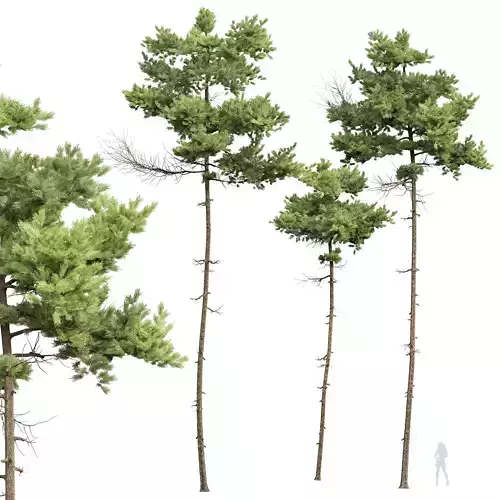 New Plant High detail Pinus Echinata02 3D model