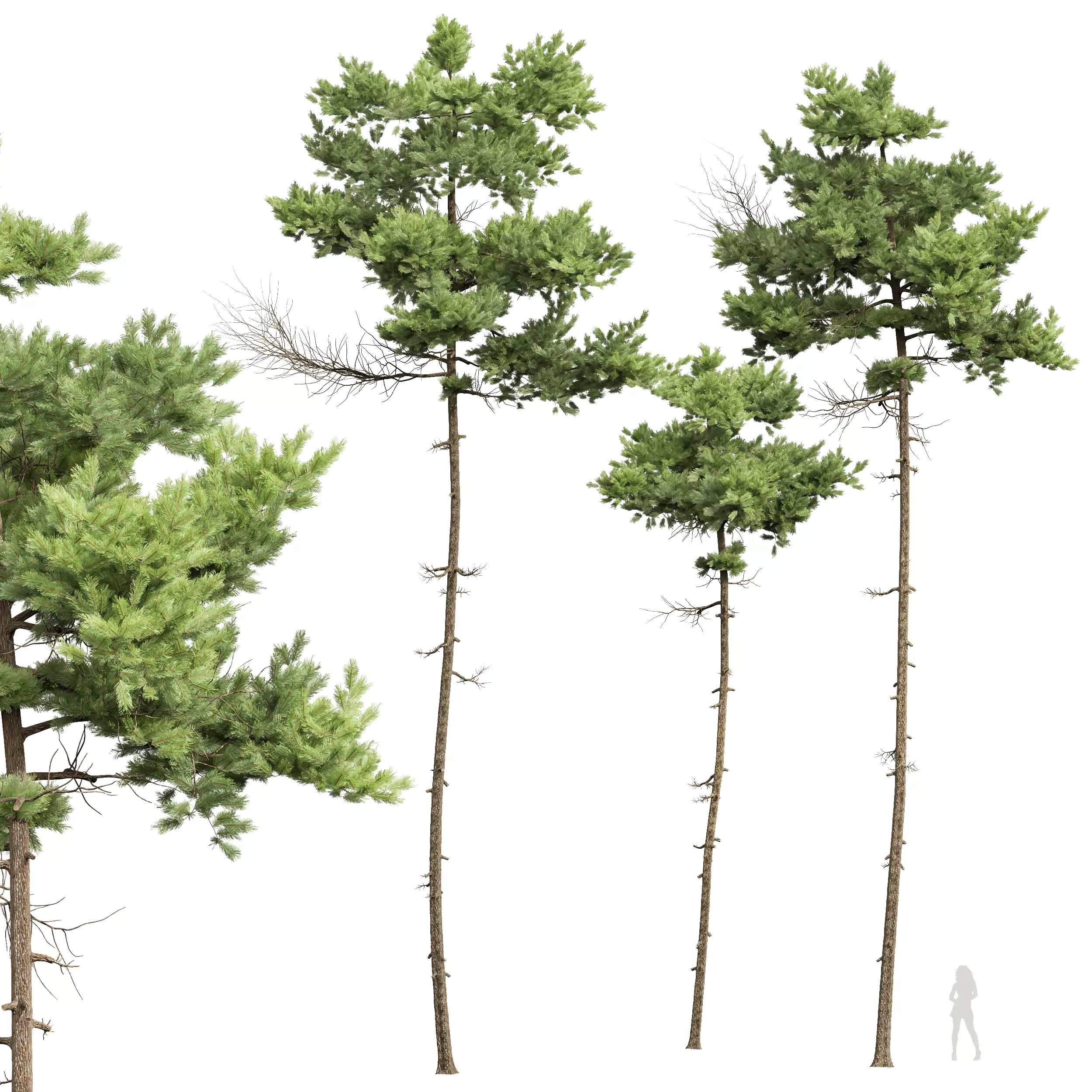 New Plant High detail Pinus Echinata02 3D model_0