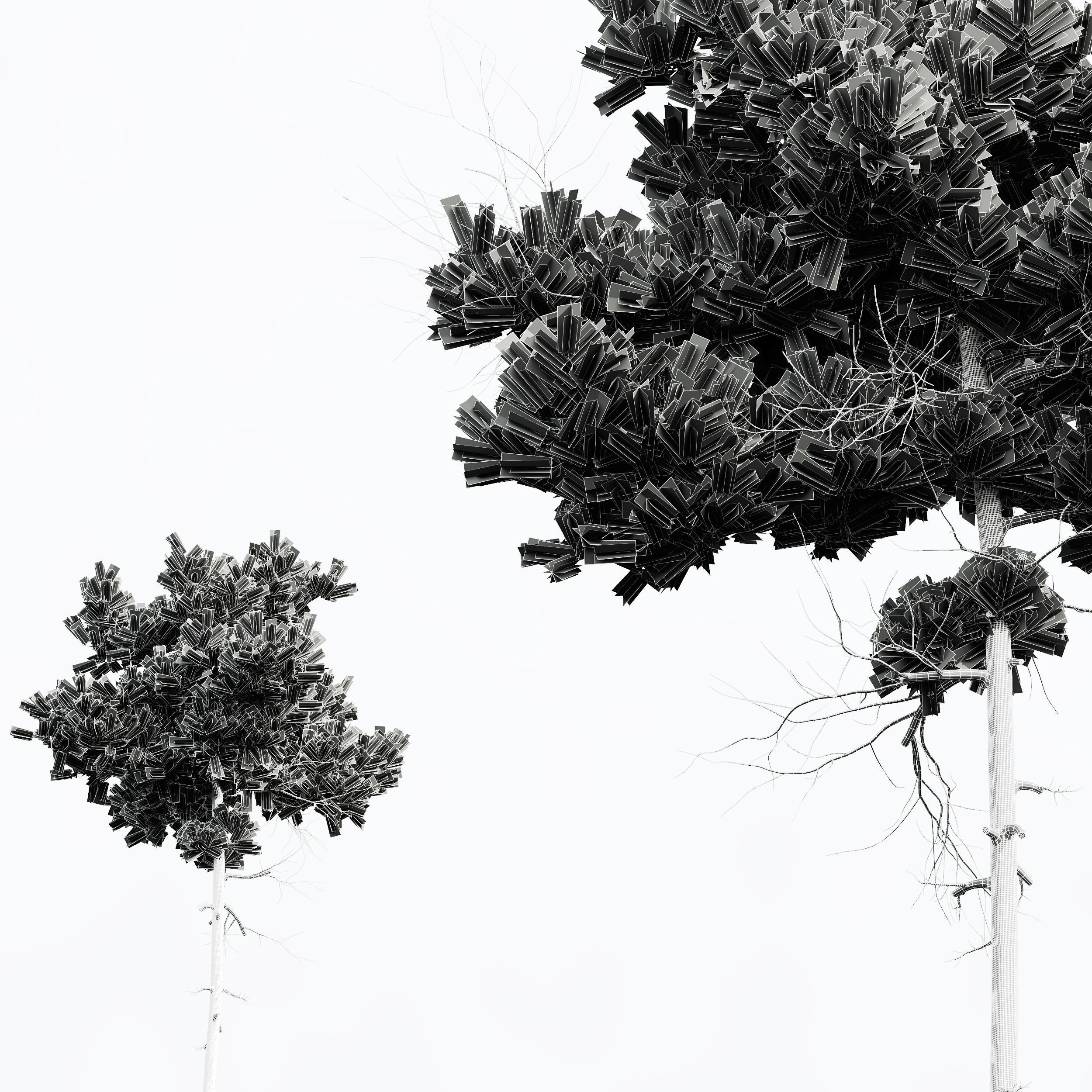 New Plant High detail Pinus Echinata02 3D model_5