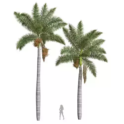 New Plant High detail Roystonea Regia Medium Fruit 3D model