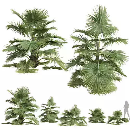 New Plant High detail Saribus Rotundifolius Small 3D model
