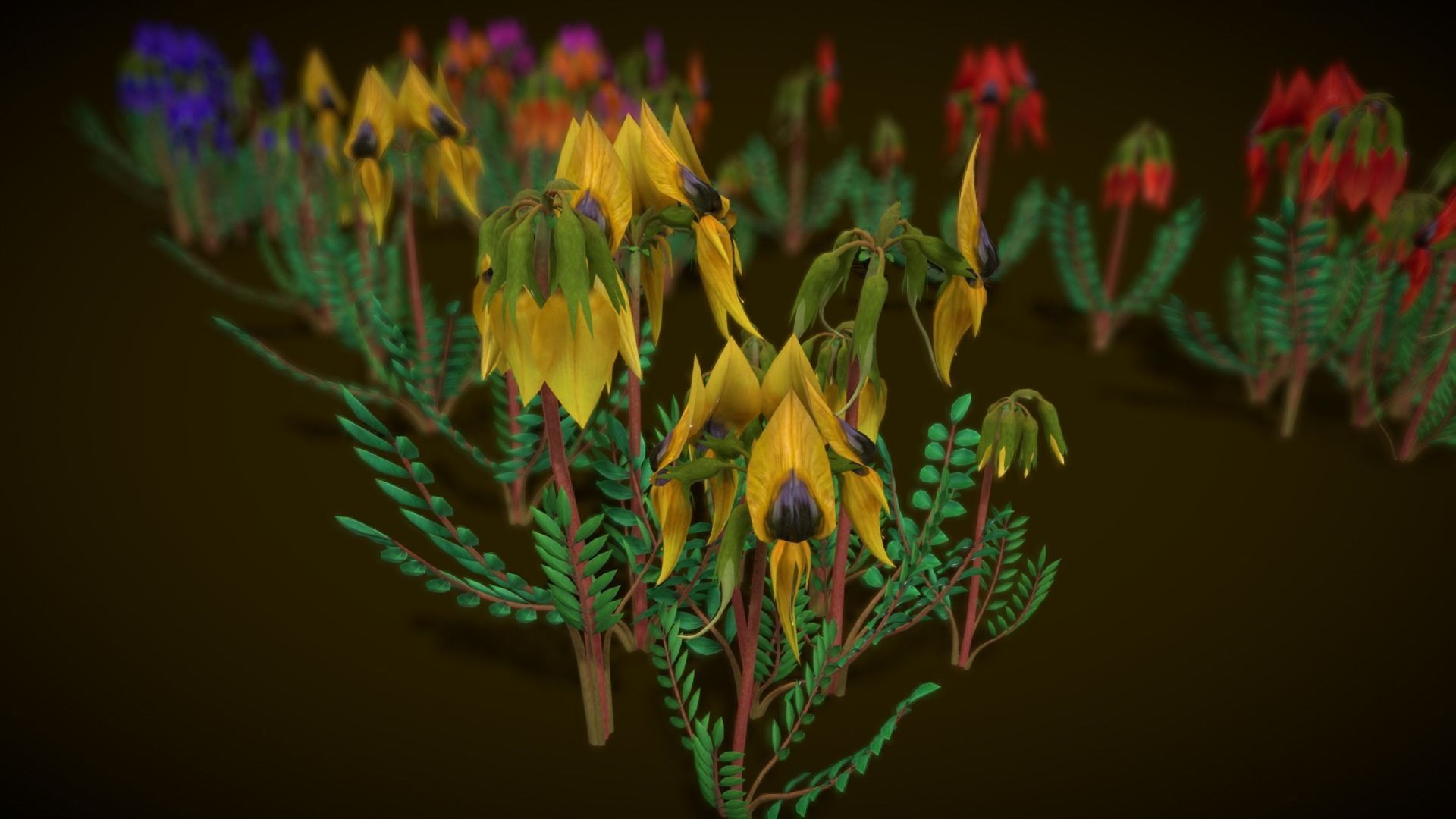 Flower Swainsona Formosa  Low-poly 3D model_1
