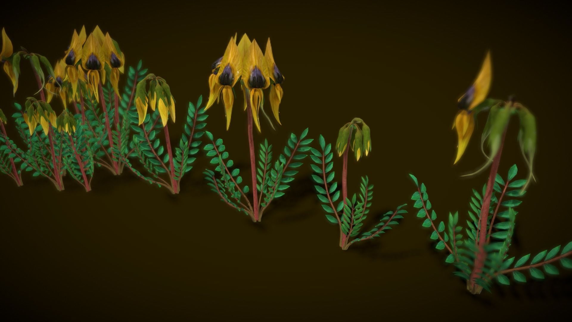 Flower Swainsona Formosa  Low-poly 3D model_5