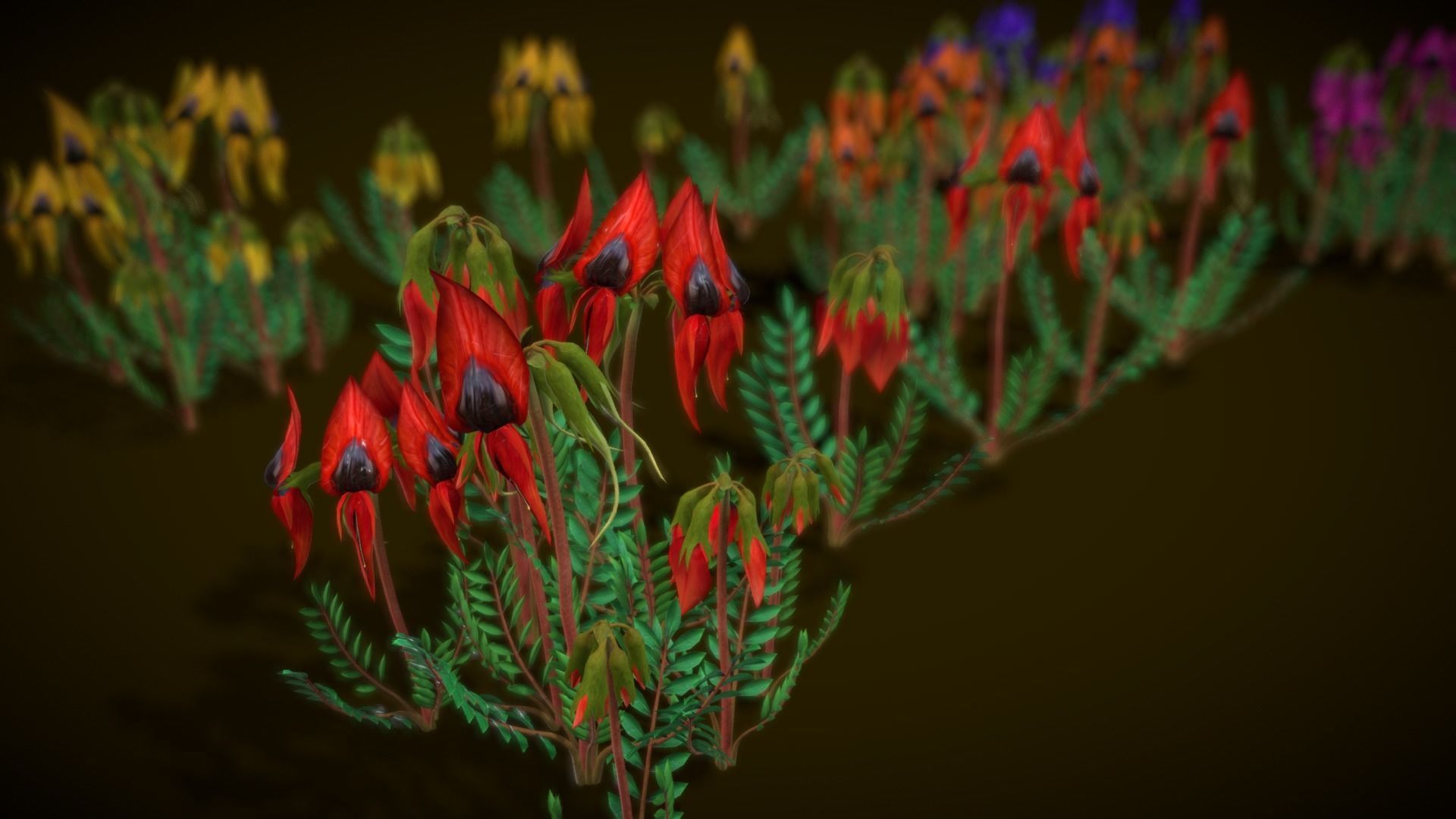 Flower Swainsona Formosa  Low-poly 3D model_16