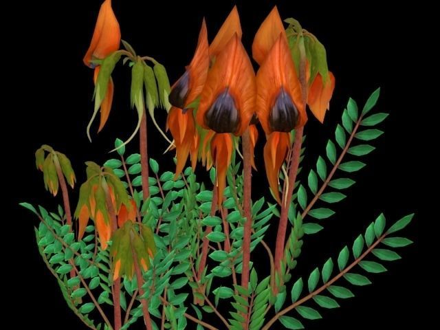 Flower Swainsona Formosa  Low-poly 3D model_9