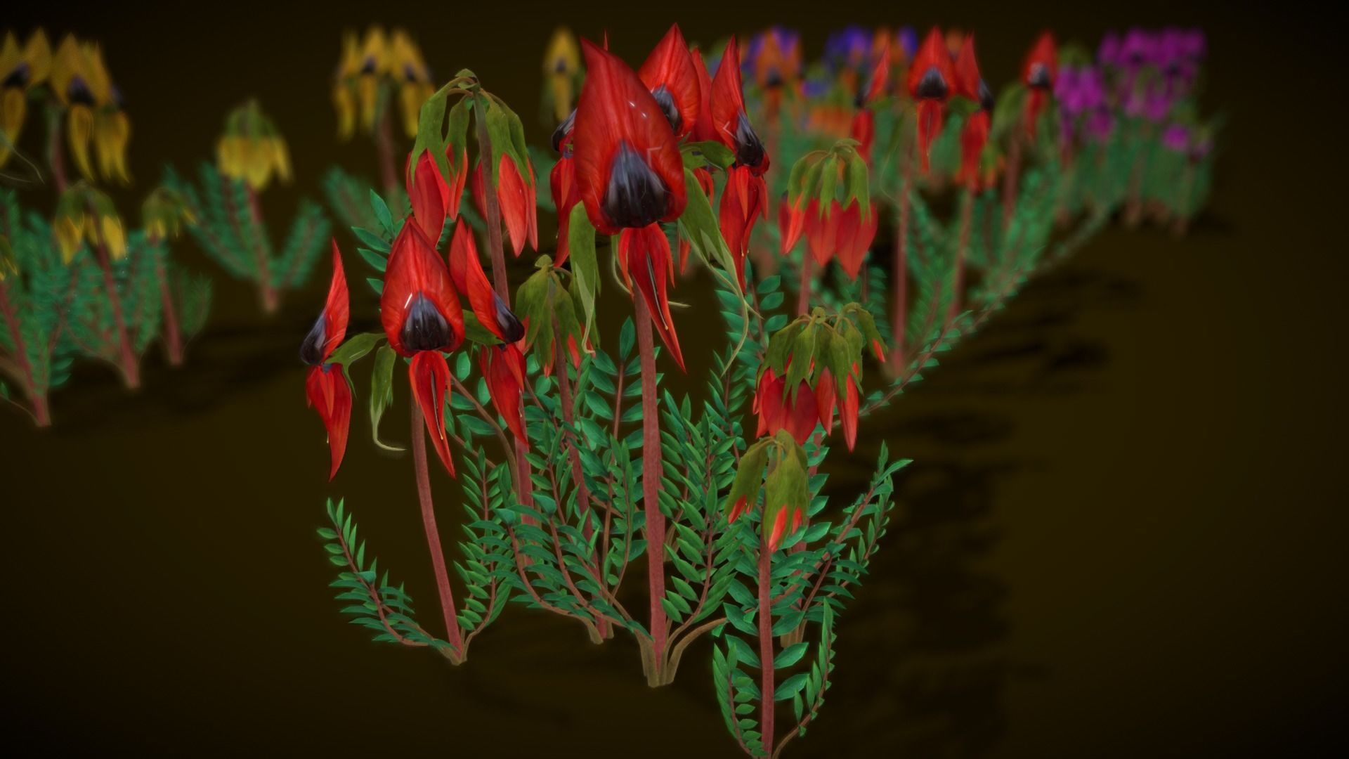 Flower Swainsona Formosa  Low-poly 3D model_11